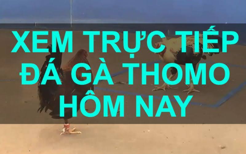 Giới thiệu về đá gà Thomo