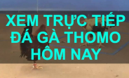 Trực Tiếp Đá Gà Thomo Hôm Nay - Xem Ngay